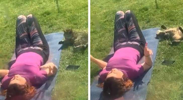 Não encontra mais o gato e o procura por toda a casa: descobre que está no jardim fazendo ioga com a vizinha (+ VÍDEO)