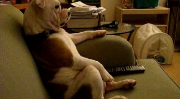 Le Bulldog qui regarde la télé
