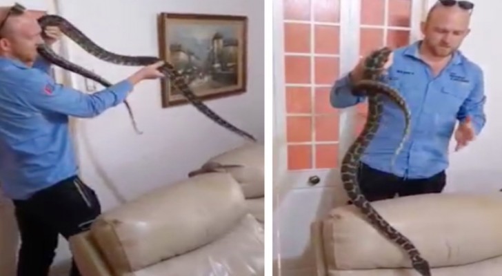 Ze vinden een python in de bank: een professional heeft hem eruit gehaald (+ VIDEO)