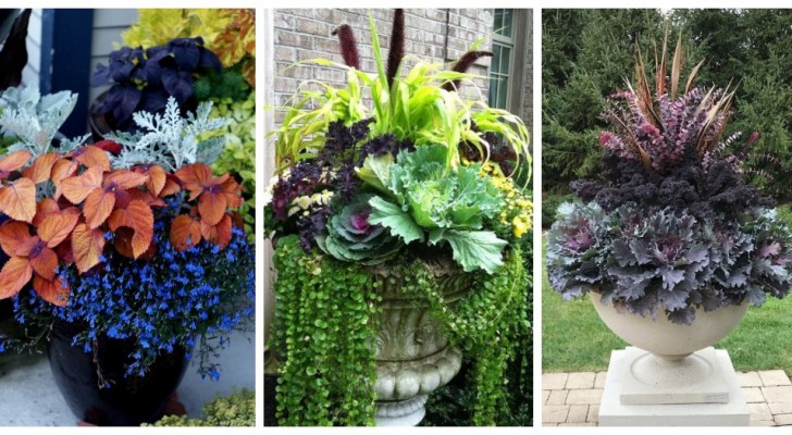 Jardinières d'automne : 11 compositions sensationnelles pour décorer avec des plantes et des fleurs colorées 