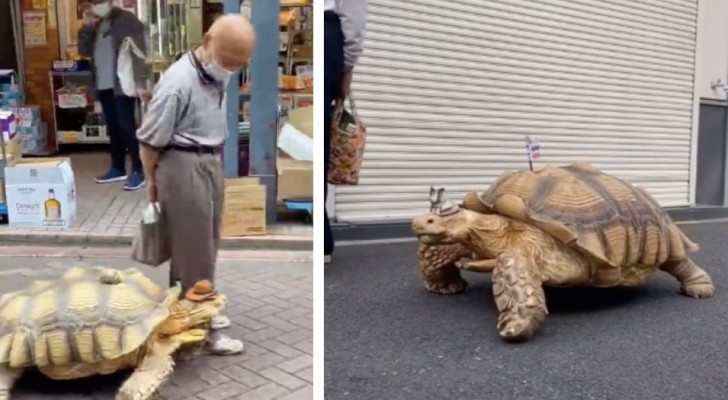 En gammal man promenerar med sitt husdjur: en sköldpadda som bär en cowboyhatt