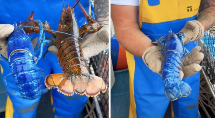 Un pêcheur trouve un homard bleu très rare, mais choisit de le rejeter à la mer : 