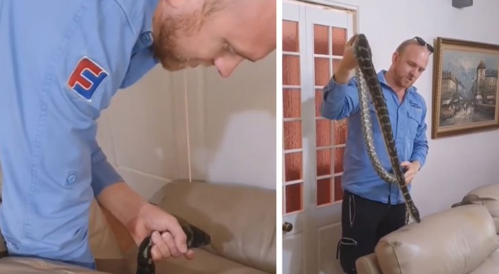 De hittar en pytonorm som fastnat i deras soffa och tvingas ringa en expert för att bli av med den (+VIDEO)