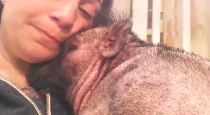 This cute little piglet is scared for being at the hospital, here's how this girl calms him down.