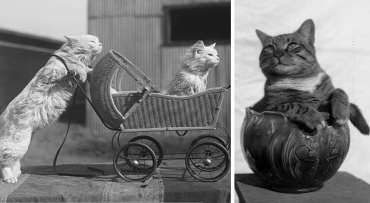 17 immagini che testimoniano come i gatti abbiano sempre fatto piccoli scherzi ai loro proprietari