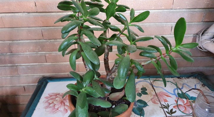 L'arbre de Jade, " la crassula ovata " : découvrez comment l'entretenir au mieux 