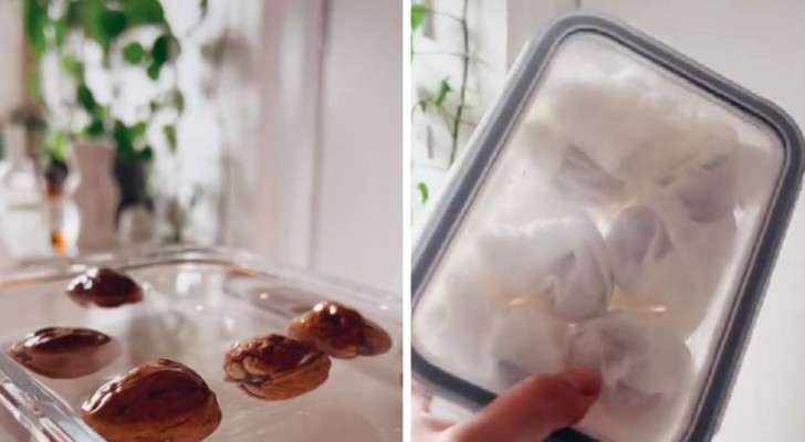 Faites pousser au frigo une plante de noix à partir de la graine : ce tutoriel vous explique comment faire pas à pas