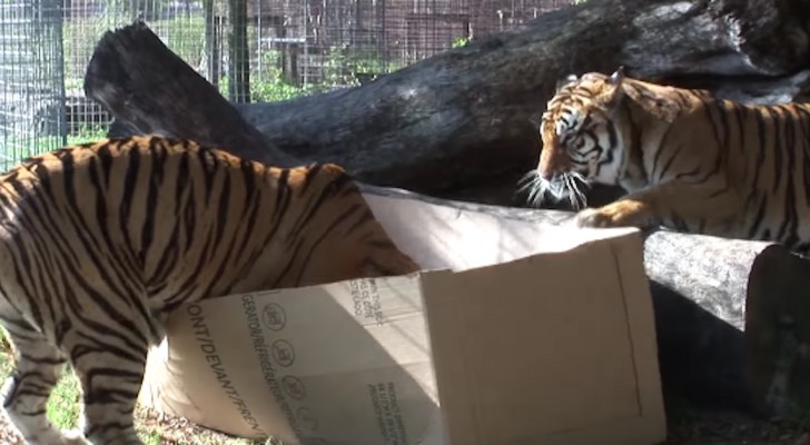 Ponen cajas de carton en el recinto de los tigres...La reaccion es una majestuosa!