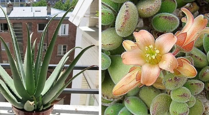 Piante succulente all'aperto: 10 specie perfette per arredare e abbellire le vostre terrazze