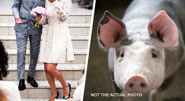 "My mother brought her pet pig to my wedding against my wishes: I kicked her out of the reception"