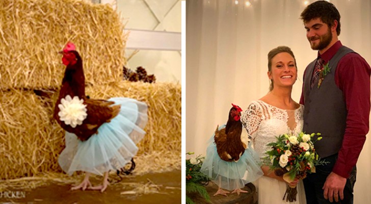 Bruid kiest een kip als bruidsmeisje: ze had niet de juiste persoon gevonden om het te doen
