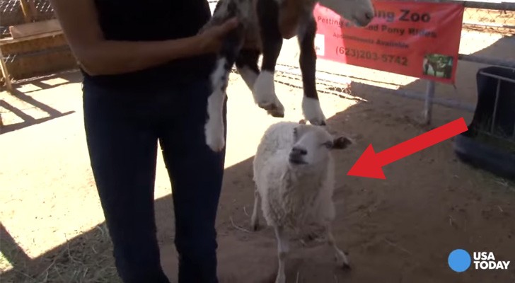 As soon as the sheep gives birth, they realize that something incredible has happened