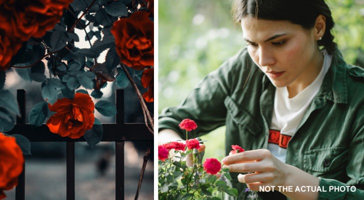 Si rifiuta di rimuovere le rose dal suo giardino: la vicina allergica gliele taglia di nascosto