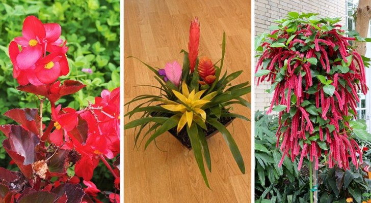 Bringen Sie mit Pflanzen Farbe in Ihr Zuhause: 10 schöne und leicht zu züchtende Arten