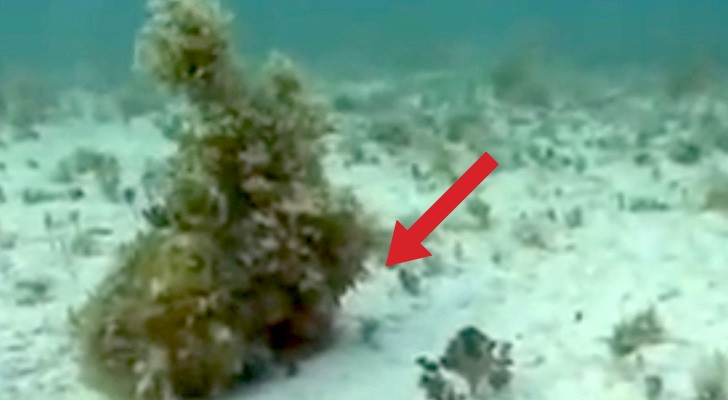 It looks like some seaweed, but there's an impressive surprise hiding ... Wow!