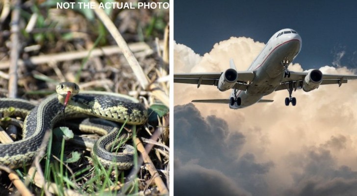Eine Schlange, die während eines Fluges in der Kabine gefunden wurde: Chaos unter den landenden Passagieren