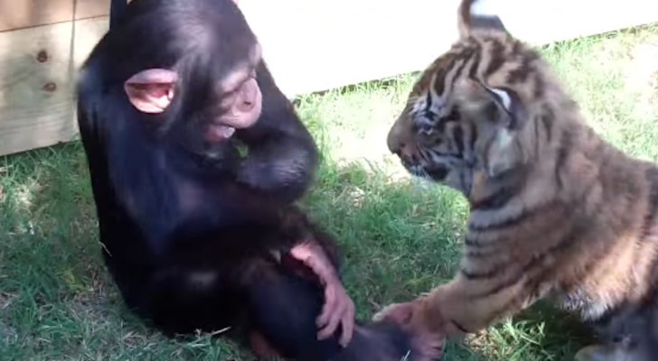 Een aap, 2 tijgers en een wolf: de meest spectaculaire strijd die je ooit hebt gezien!