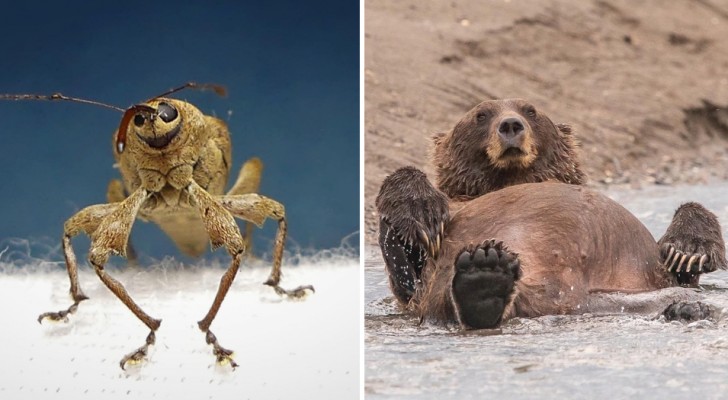18 humoristische afbeeldingen die ons de meest komische en leuke kant van dieren in het wild laten zien