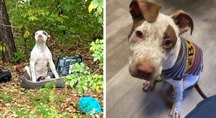 Cachorro abandonado en un bosque con todos sus juguetes espera inmóvil que alguien se dé cuenta de él