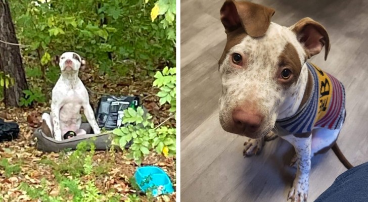 Cucciolo abbandonato in un bosco con tutti i suoi giocattoli aspetta immobile che qualcuno si accorga di lui