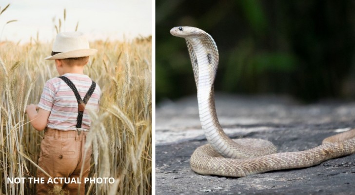 Kind wird von einer Kobra angegriffen, macht sie aber mit einem Biss unschädlich: 