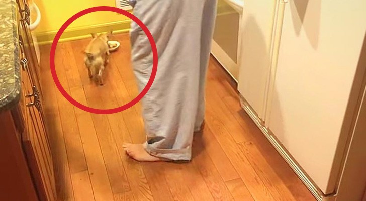 Adottano un nuovo cane: la sua reazione di fronte al cibo è impressionante