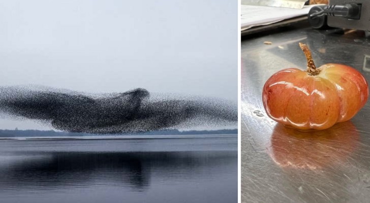 16 foto che mostrano come la natura sorprenda costantemente l'uomo