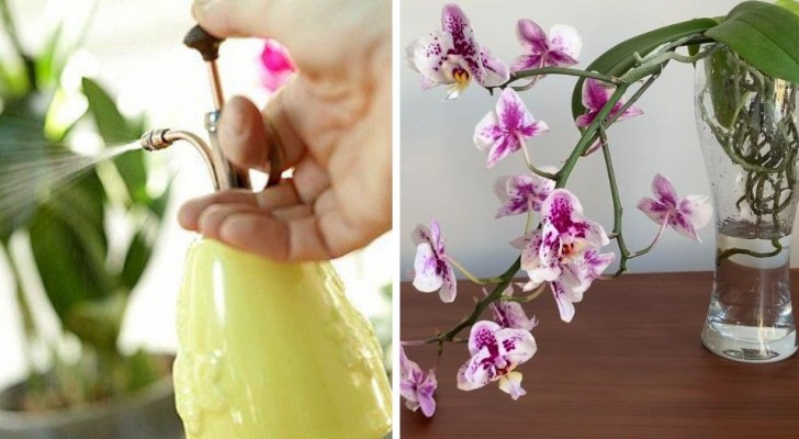 Orchideeën kweken: laat ze gezond, sterk en mooi groeien met deze twee methoden