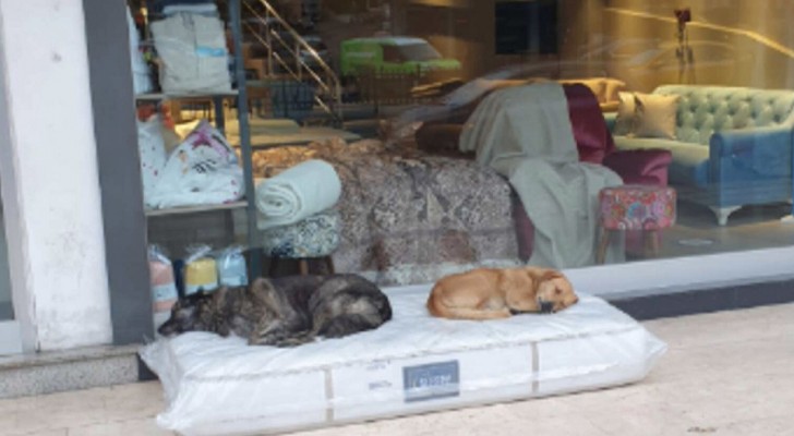 Le propriétaire d'un magasin de matelas en laisse un dehors pour que les chiens errants y dorment