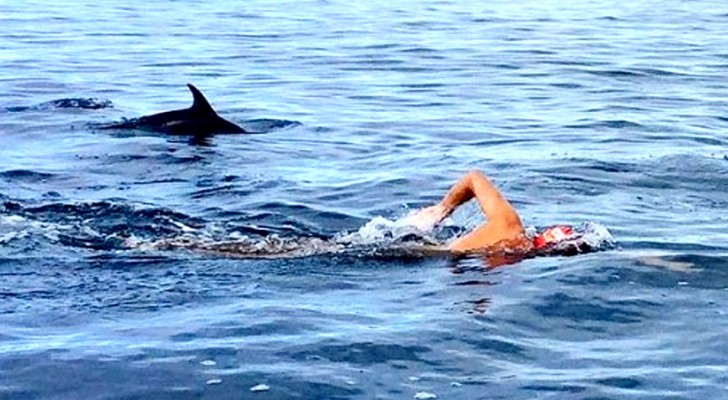Nadador corría el riesgo de ser atacado por un tiburón: grupo de delfines lo protege