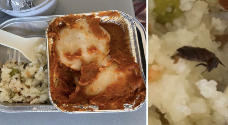 Passagier findet Kakerlake in angebotener Mahlzeit auf Flug, Fluggesellschaft dementiert