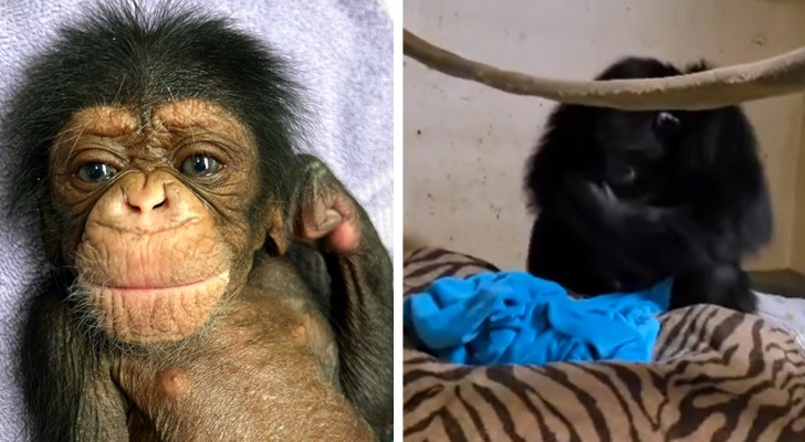 Mother chimpanzee sees her baby for the first time 2 days after giving birth: she can't hold back her emotions (+VIDEO)