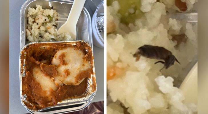 Un passager trouve un cafard dans son repas, mais la compagnie aérienne se défend : "C'est du gingembre sauté"