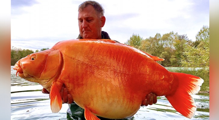 Han lyckas fiska den legendariska 30 kg tunga guldfisken: "Jag visste att den fanns på riktigt" (+VIDEO)