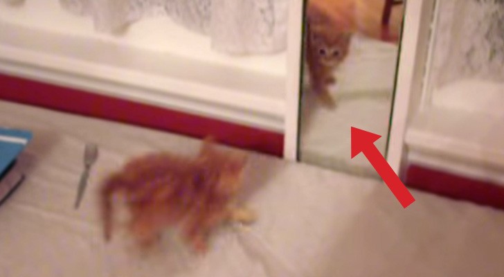 Un gatto si vede allo specchio: la sua reazione è decisa quanto esilarante