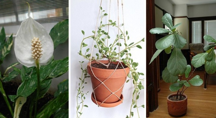Suchen Sie eine winterharte Zimmerpflanze? Mit diesen 7 Arten ist der Erfolg garantiert!