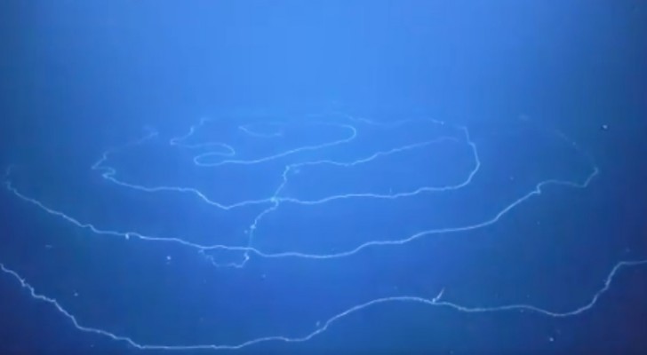 Een onderzeeër stuitte op het langste wezen ter wereld (+ VIDEO)