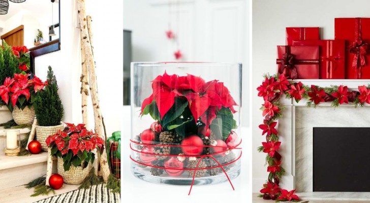 Het huis voor de feestdagen versieren met kerststerren: 10 eenvoudige en prachtige ideeën