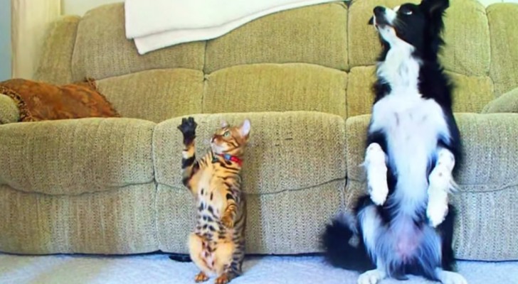 Uma disputa emocionante entre um cão e um gato