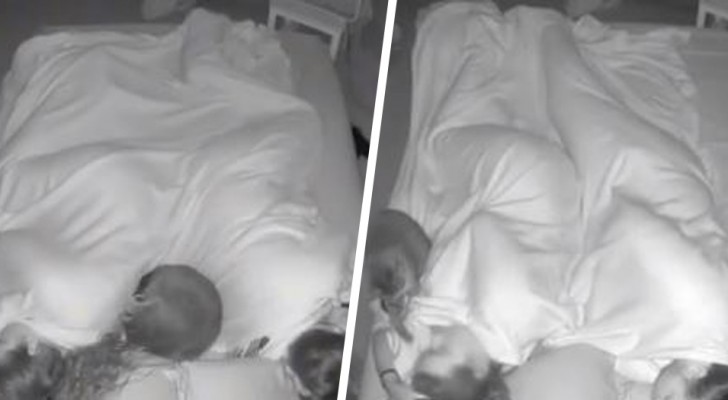Couple put a camera above their bed: they find out everything their cat does to wake them up