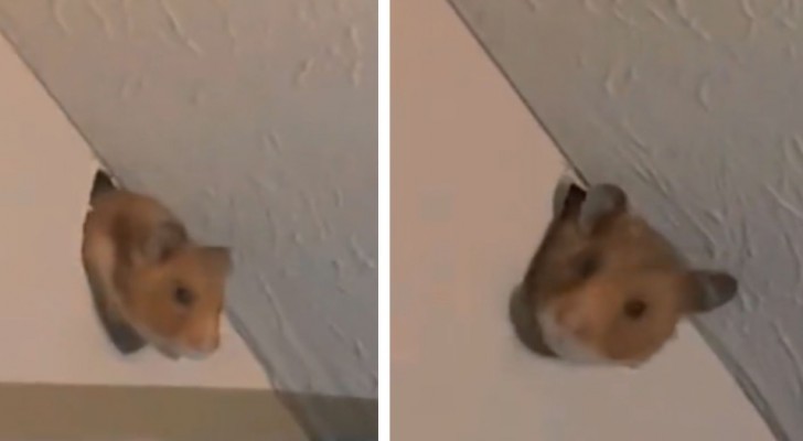 Ze vindt de hamster van de buren in de slaapkamer: "hij kauwde op de muur om binnen te komen"
