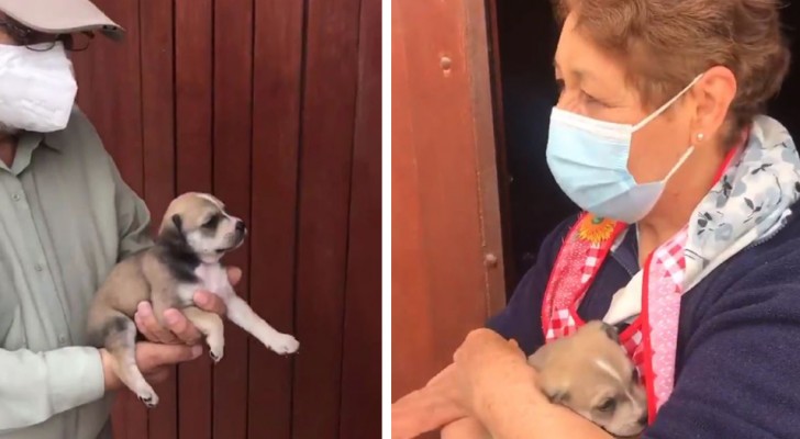 Ze staan haar niet toe een hond te adopteren omdat ze te oud is: haar kleindochter slaagt erin haar er een te geven (+VIDEO)