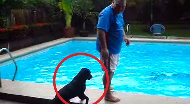 A man is standing on the edge of the pool: what the dog does is ... EVIL!