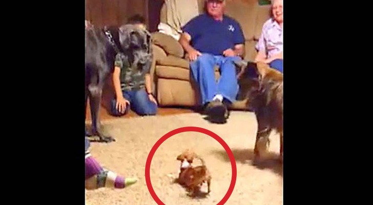 3 cachorros brincam na sala: a reação do gigante faz toda a família rir