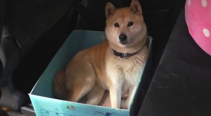 Deze hond houdt van reizen in een doos: zijn baasje neemt hem in de maling een geweldige grap
