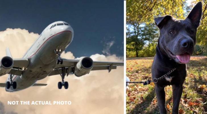 De luchtvaartmaatschappij zet de hond op het verkeerde vliegtuig: ze sturen hem naar Saoedi-Arabië in plaats van naar Nashville
