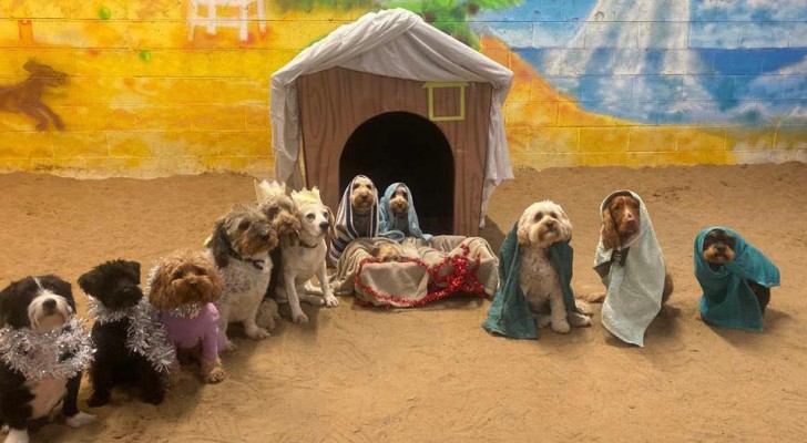 Doggie daycare recreates the nativity scene using a dozen impeccably behaved pooches