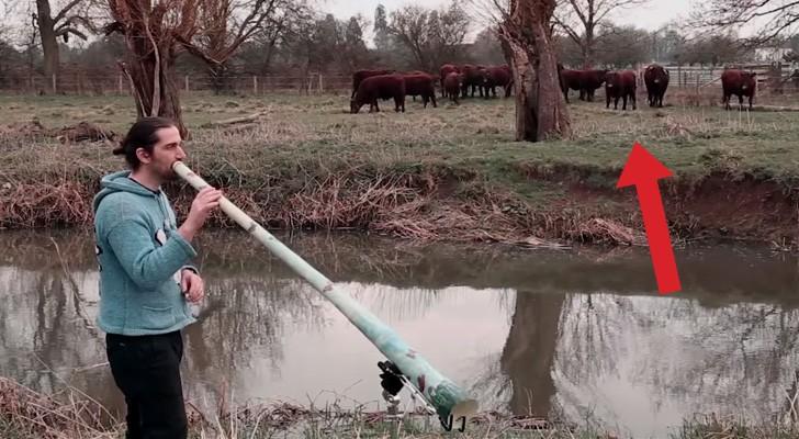 This guy begins to play his instrument: the reaction of these cows is spectacular!