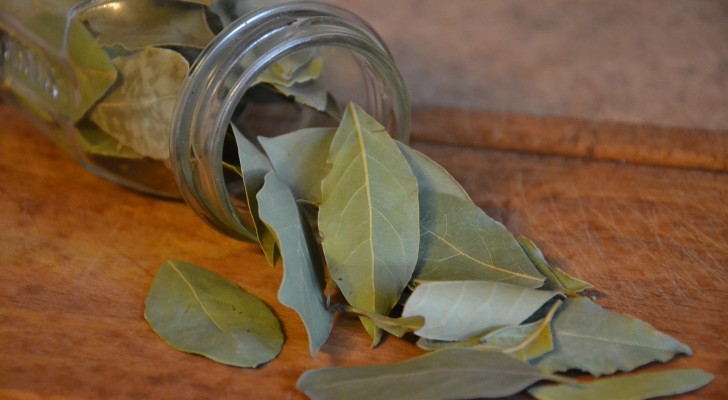 Laat het huis lekker ruiken met laurier: tips voor het gebruik van de geur van deze kostbare plant