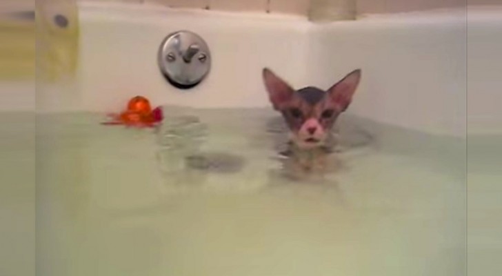 They put their cat in the bath for the first time: the way it reacts is unbelievable
